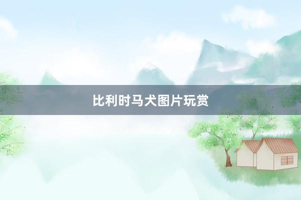 比利时马犬图片玩赏